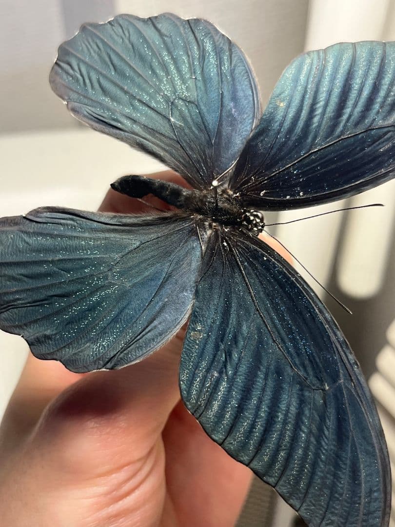 夜空にインスパイアされてしまった色気抜群のナガサキアゲハ 標本 蝶々 バタフライ